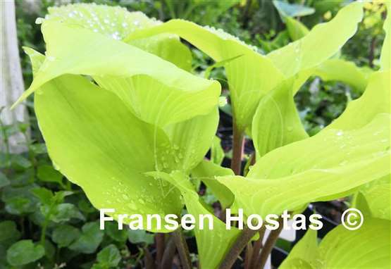 Hosta German Yellow Dragon